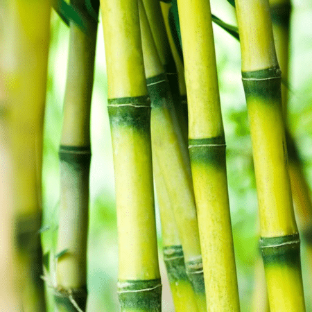 Bamboo - Are wood cutting boards safe